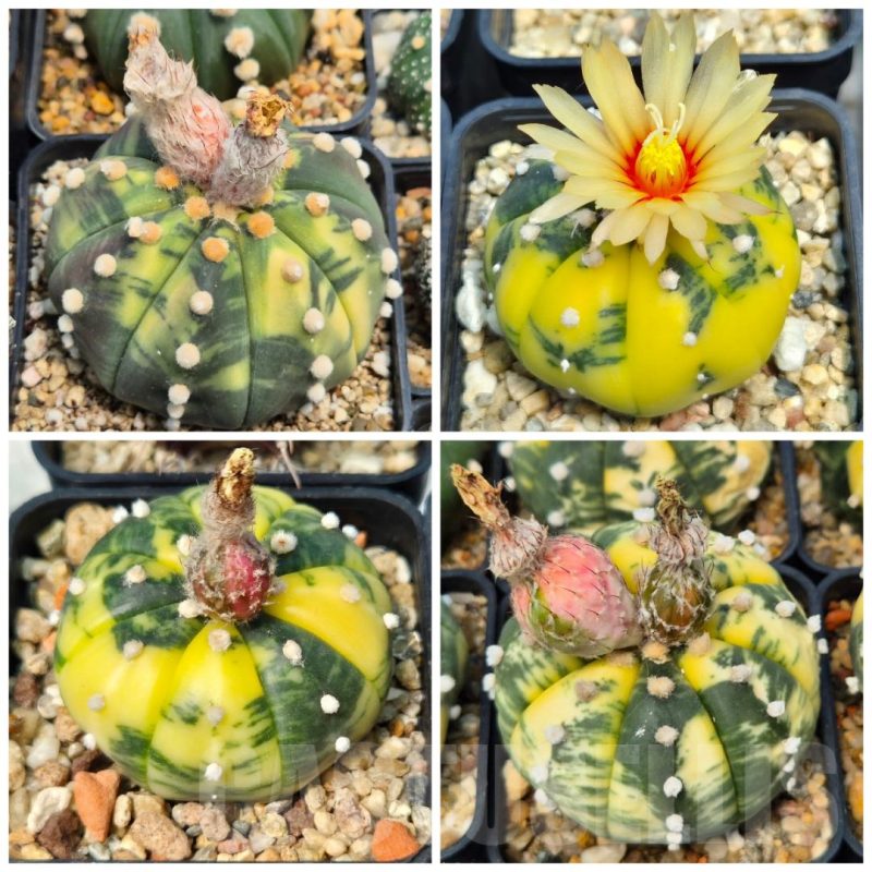 LOT521 10 SEEDS Astrophytum asterias f. variegata 2025