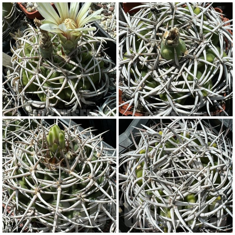 LOT53 20 SEEDS Gymnocalycium ferocior 2025