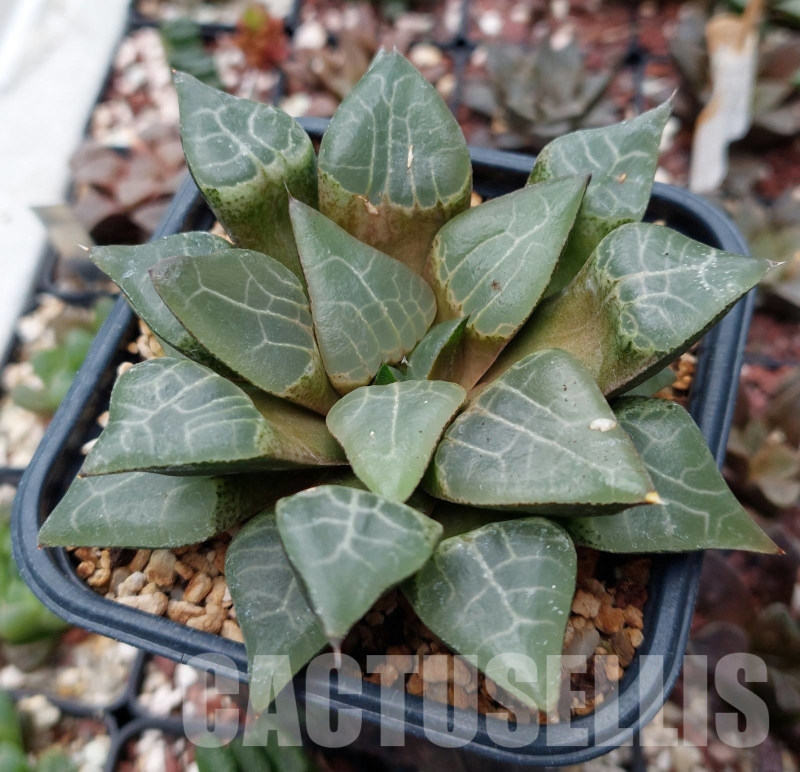 LOT542 10 SEEDS Haworthia comptoniana HCO -7 ex Cactus Nishi 2023