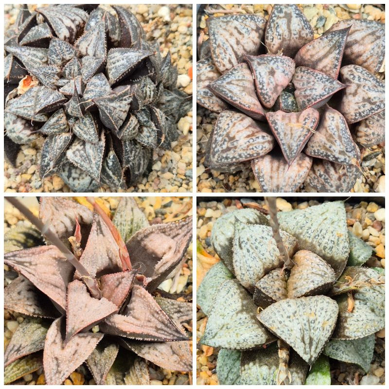 LOT543 10 SEEDS Haworthia 'Yuki Keshiki' x splendens hybrid mix
