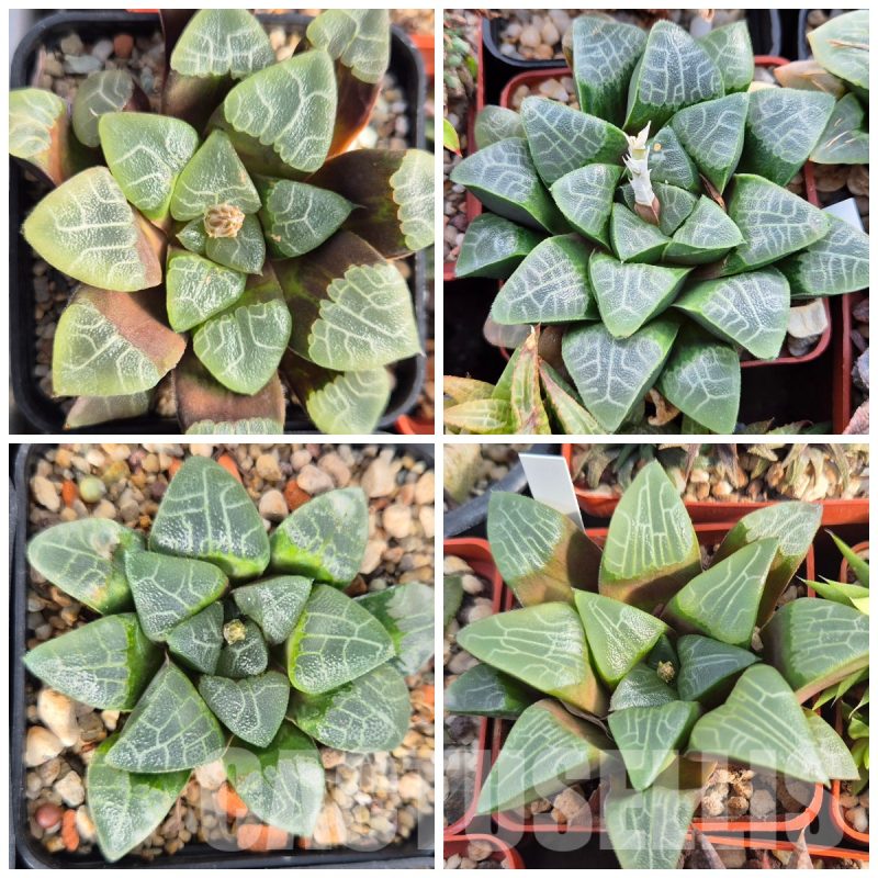 LOT544 10 SEEDS Haworthia bayeri -Japan- MIX 2023 year