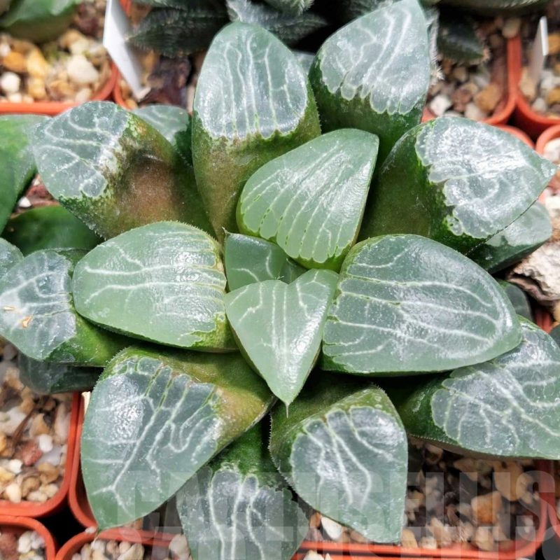 LOT550 10 SEEDS Haworthia `Tsukikage` 2023