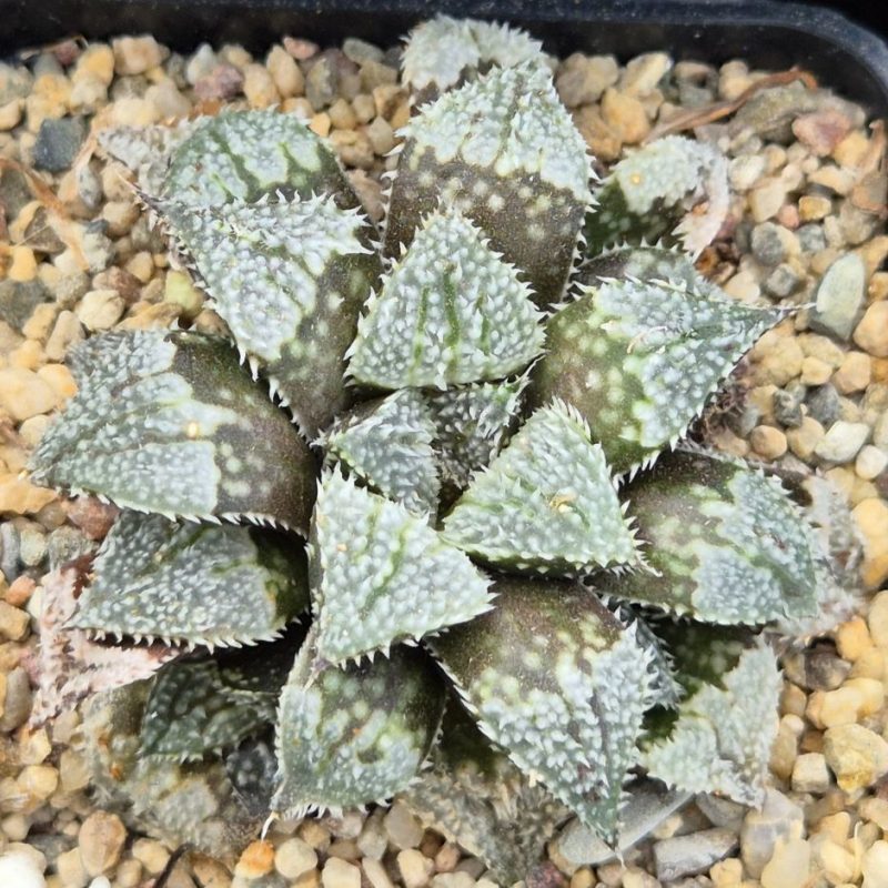 LOT551 10 SEEDS Haworthia wimii hybrid -Japan- 2025