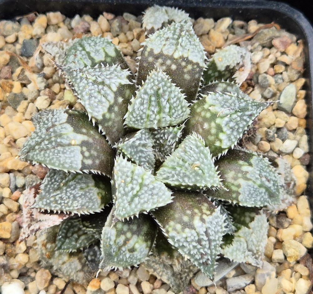 LOT551 10 SEEDS Haworthia wimii hybrid -Japan- 2025