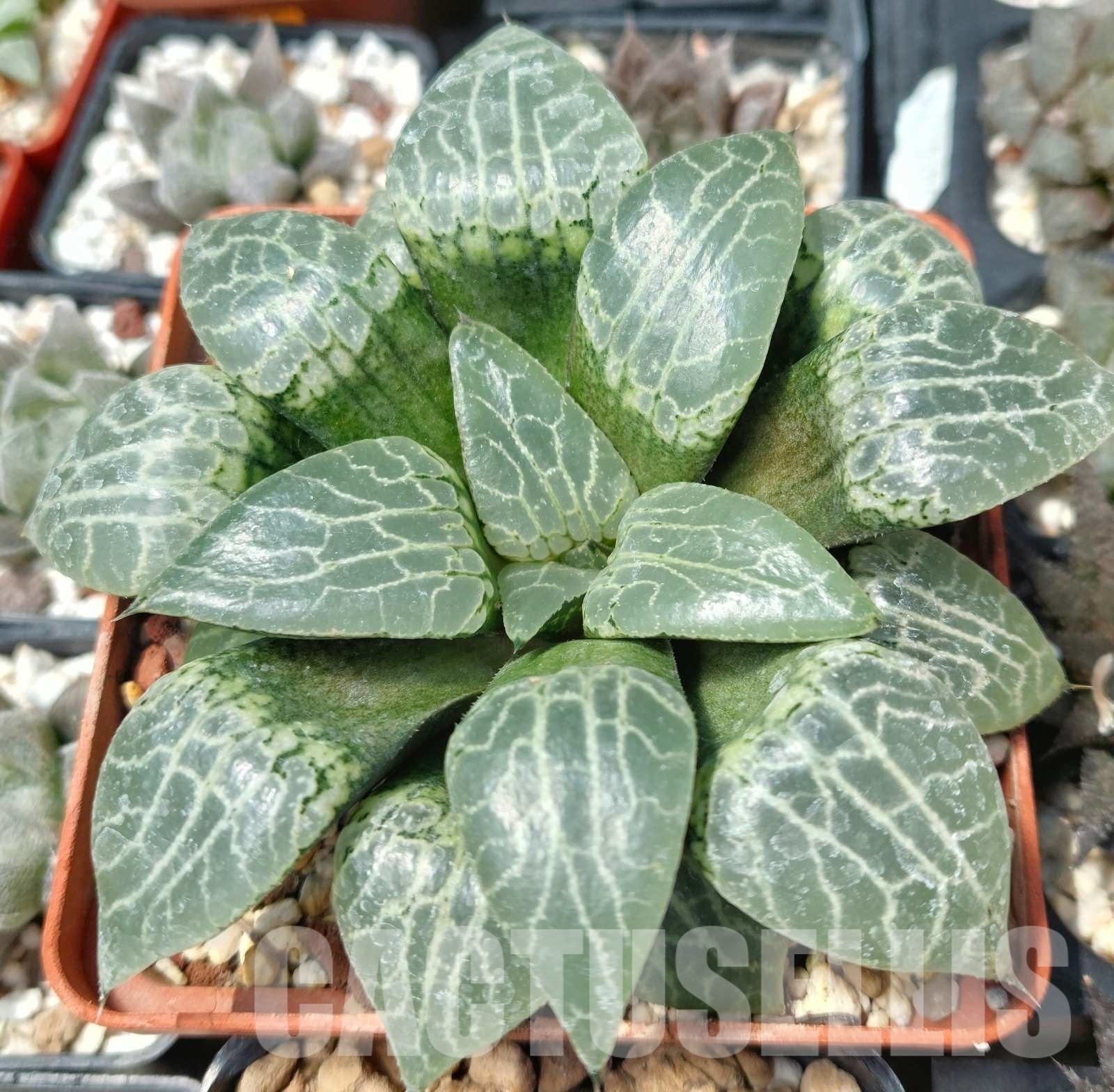 LOT564 10 SEEDS Haworthia comptoniana 'Crystal' 2023
