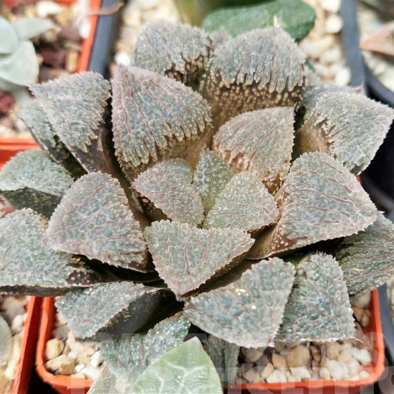 LOT565 10 SEEDS Haworthia 'Gumijo 2023
