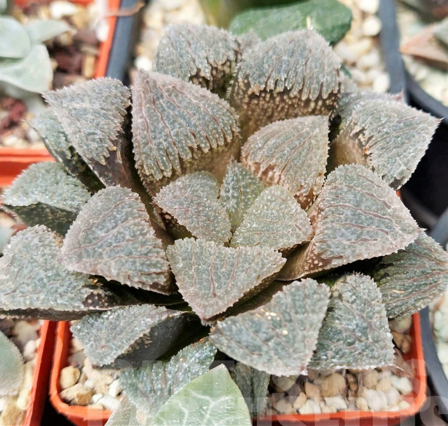 LOT565 10 SEEDS Haworthia 'Gumijo 2023