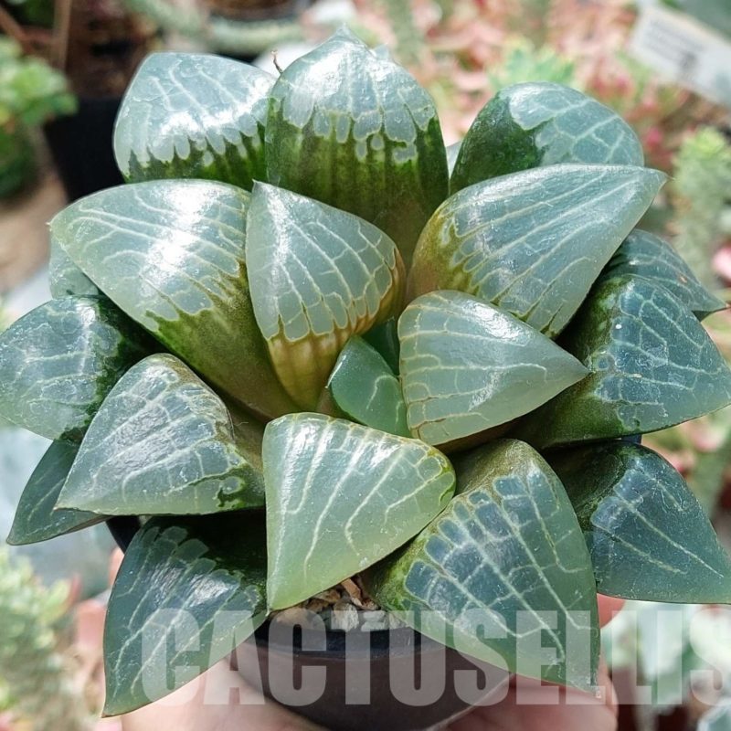 LOT570 10 SEEDS Haworthia comptoniana x retusa 2023