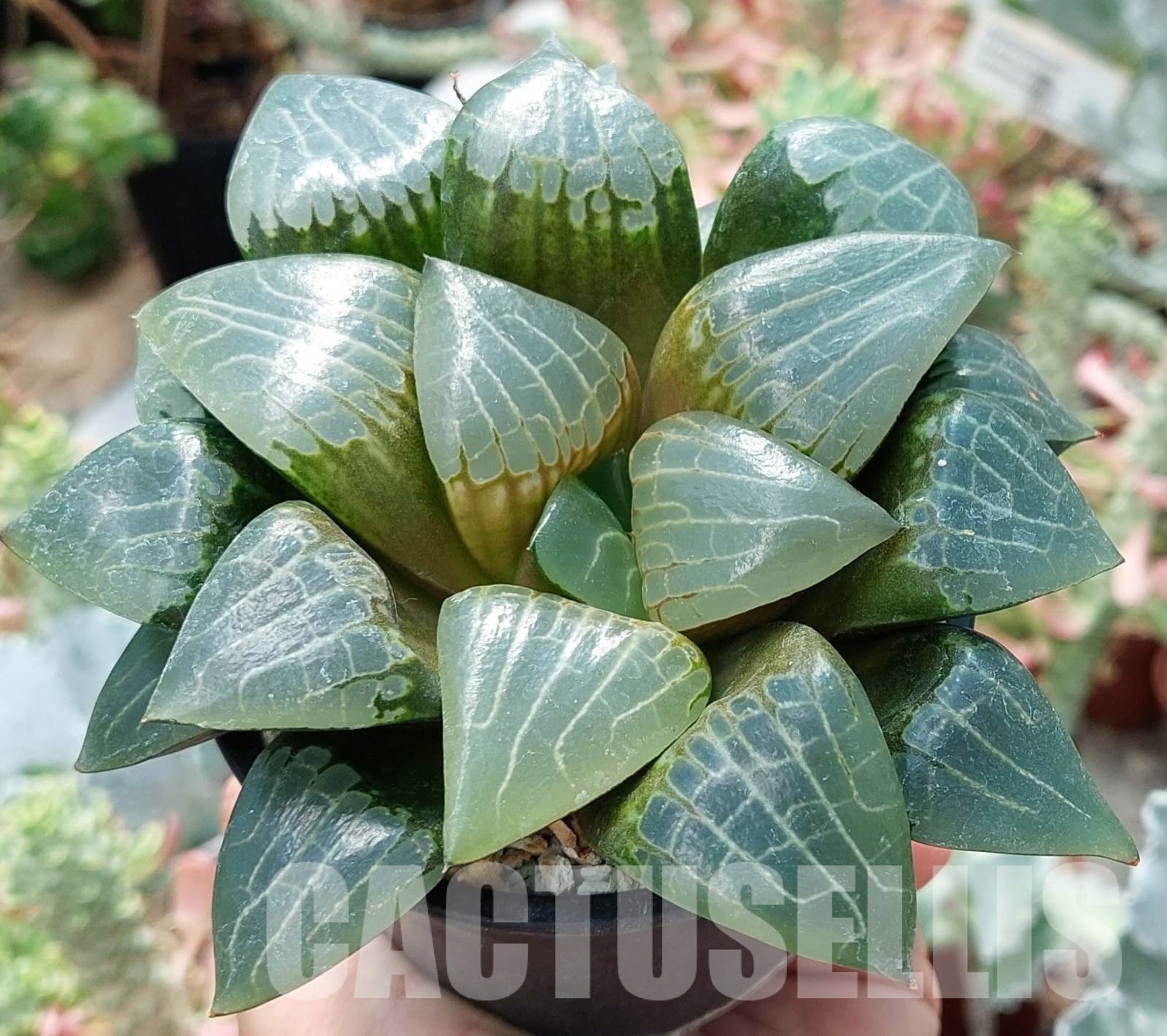 LOT570 10 SEEDS Haworthia comptoniana x retusa 2023