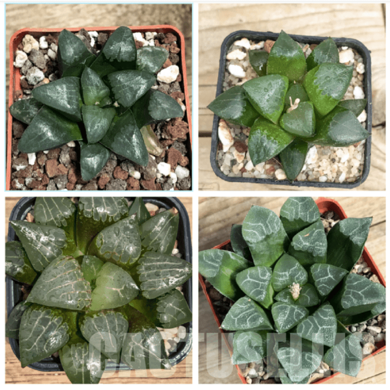 LOT571 10 SEEDS Haworthia bayeri mix 2023