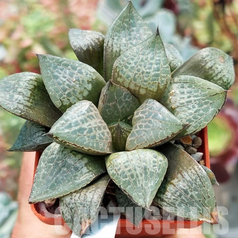LOT573 10 SEEDS Haworthia comptoniana select form 2023