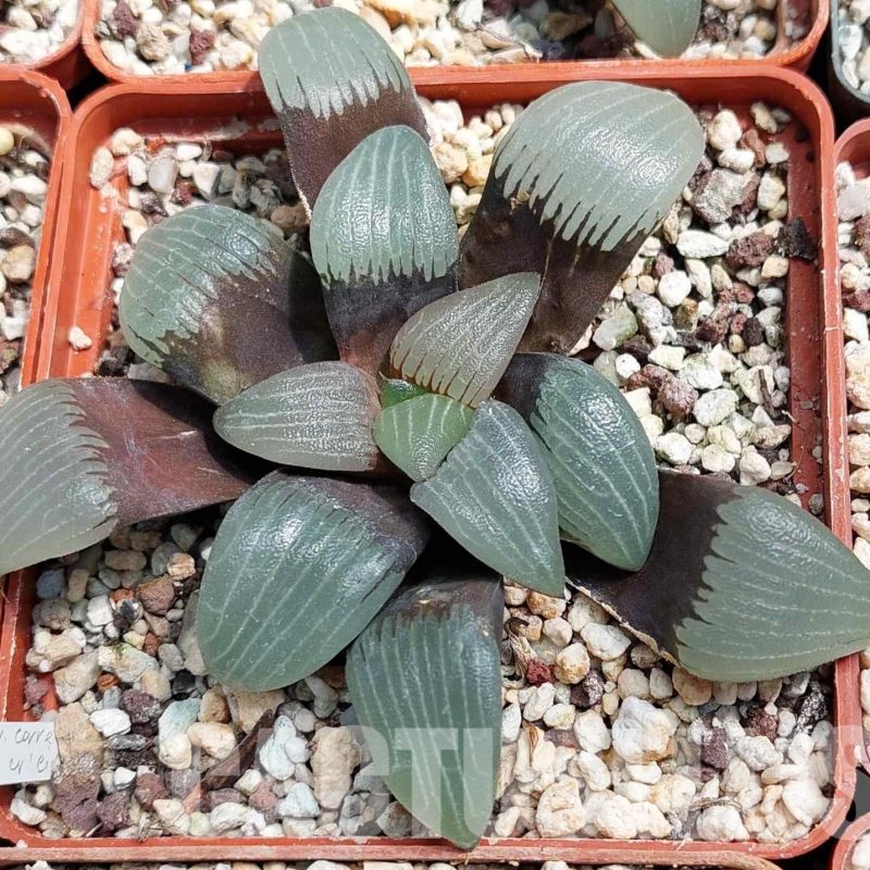 LOT575 10 SEEDS Haworthia bayeri  2023