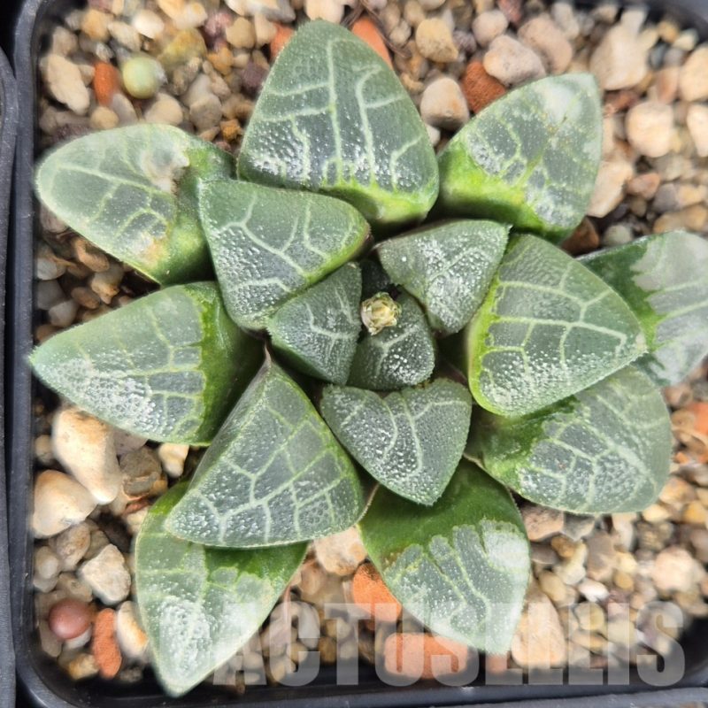 LOT578 10 SEEDS Haworthia bayeri SH 2023 year