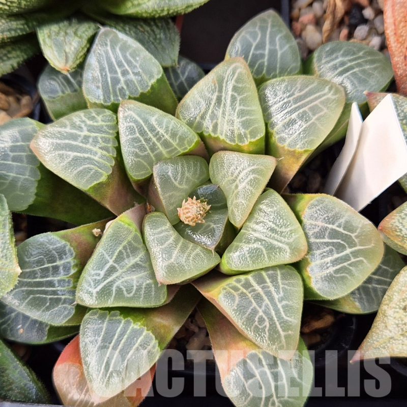 LOT580 10 SEEDS Haworthia correcta -Select form- 2023 year