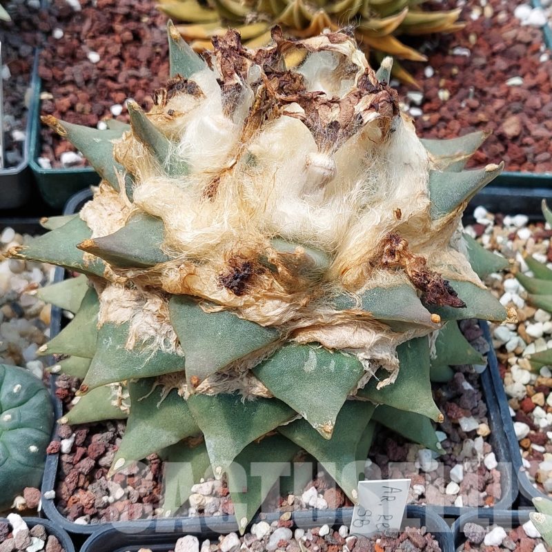 LOT585 10 SEEDS Ariocarpus retusus 2023year