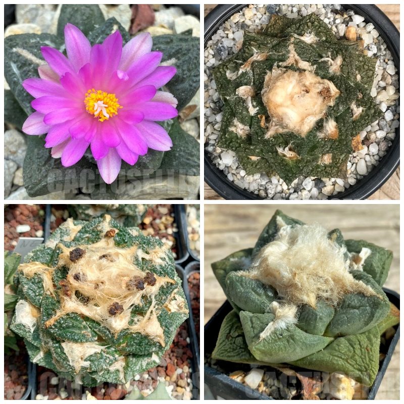 LOT586 10 SEEDS Ariocarpus fissuratus, 2025year