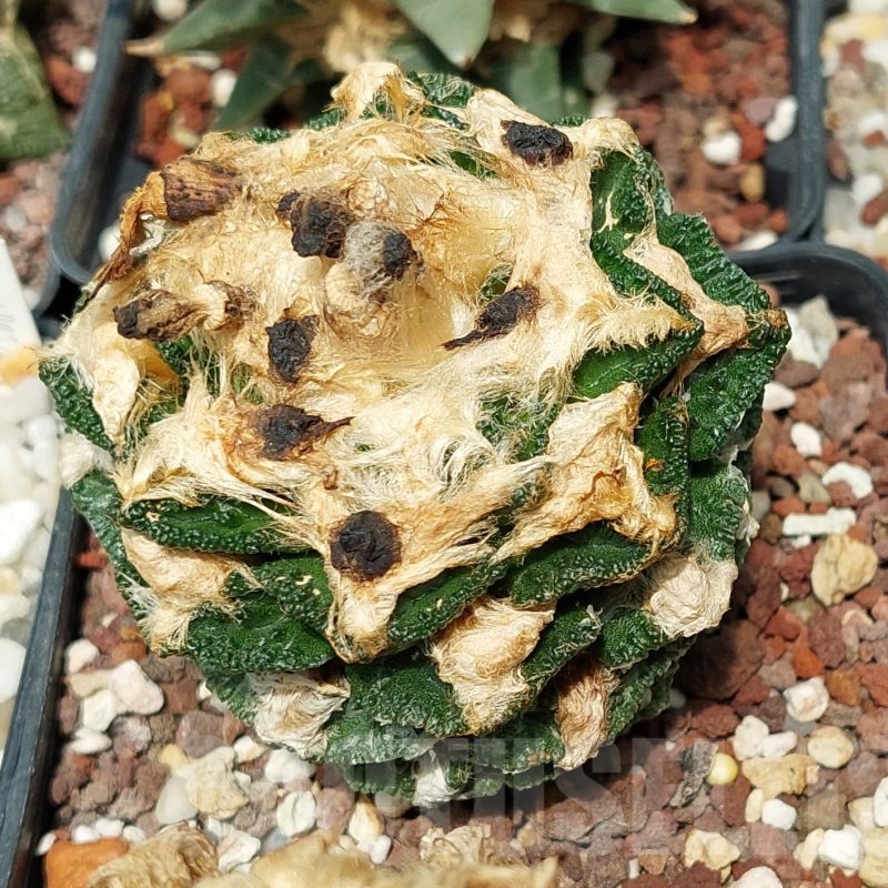 LOT587 10 SEEDS Ariocarpus hintonii x "Godzilla" 2025year
