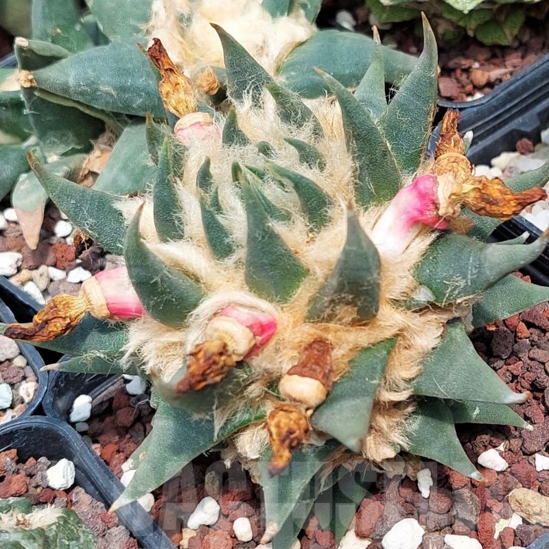 LOT588 10 SEEDS Ariocarpus trigonus var. elongatus 2023year