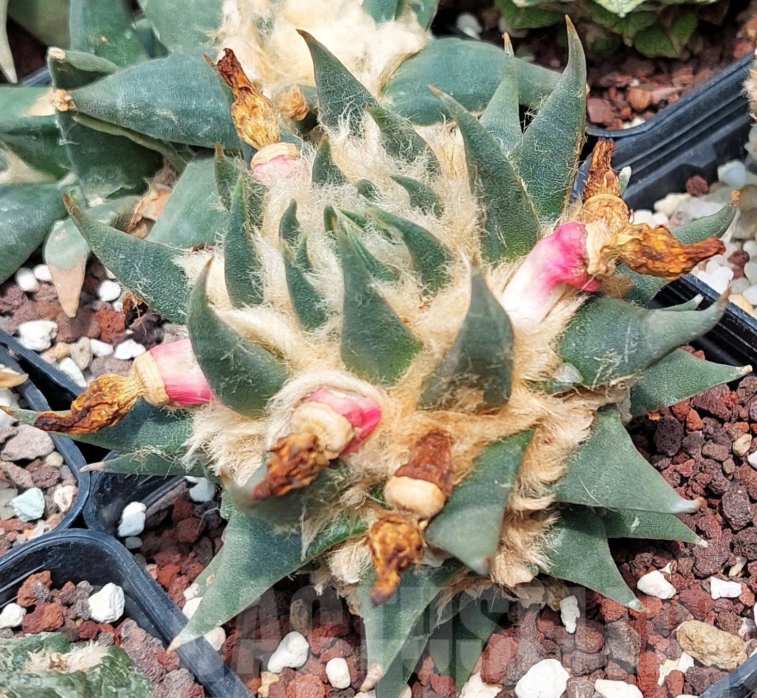 LOT588 10 SEEDS Ariocarpus trigonus var. elongatus 2023year