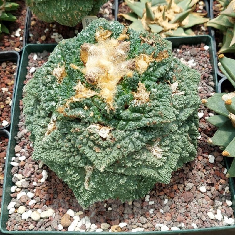 LOT591 10 SEEDS Ariocarpus fissuratus 'Godzilla', 2025year