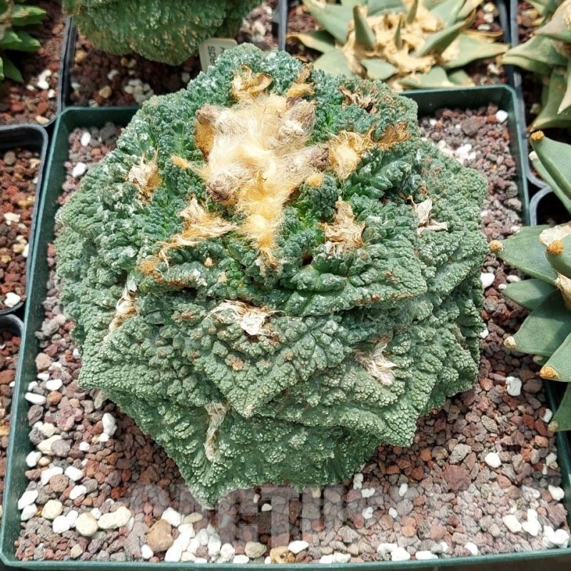 LOT591 10 SEEDS Ariocarpus fissuratus 'Godzilla', 2025year