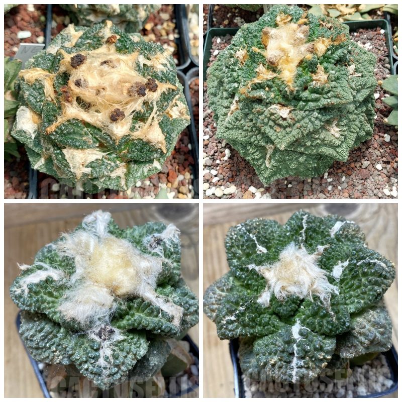 LOT592 10 SEEDS Ariocarpus fissuratus x Ariocarpus "Godzilla" 2025year