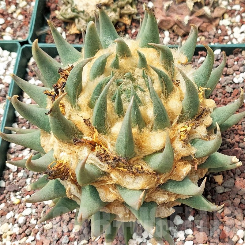 LOT593 10 SEEDS Ariocarpus trigonus, 2023year