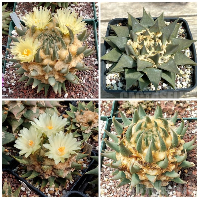 LOT593 20 SEEDS Ariocarpus trigonus, 2025year