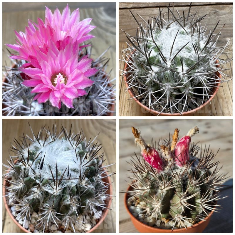 LOT991 20 SEEDS  Pyrrhocactus floccosus 2026year