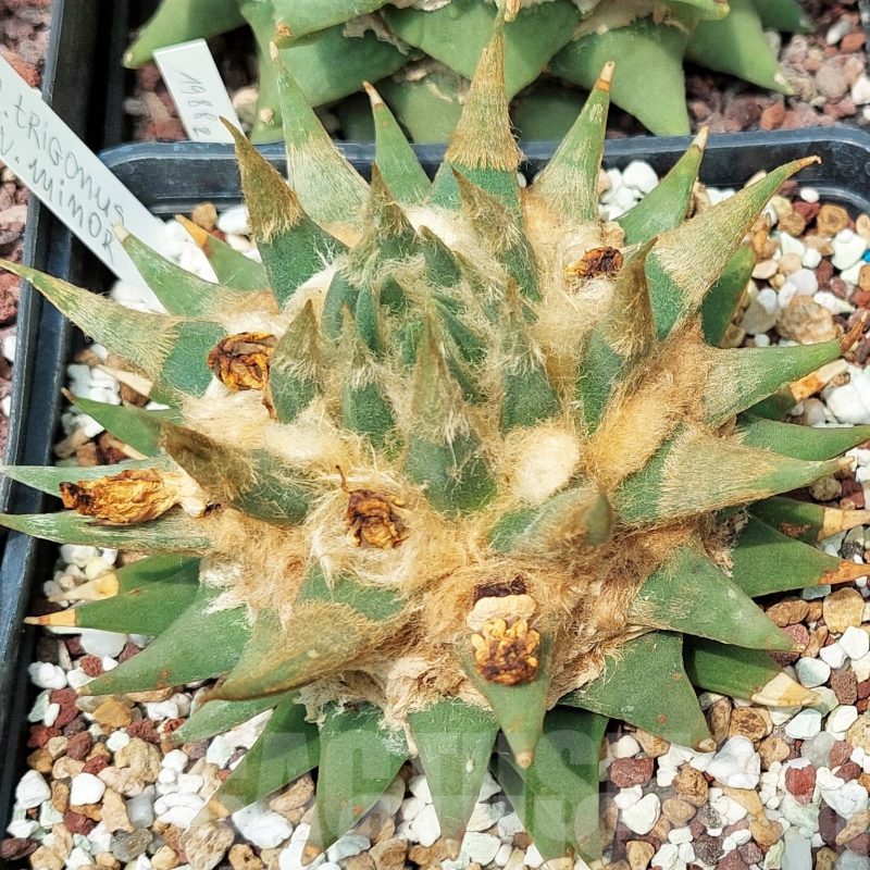 LOT600 10 SEEDS Ariocarpus trigonus var. minor, 2023year
