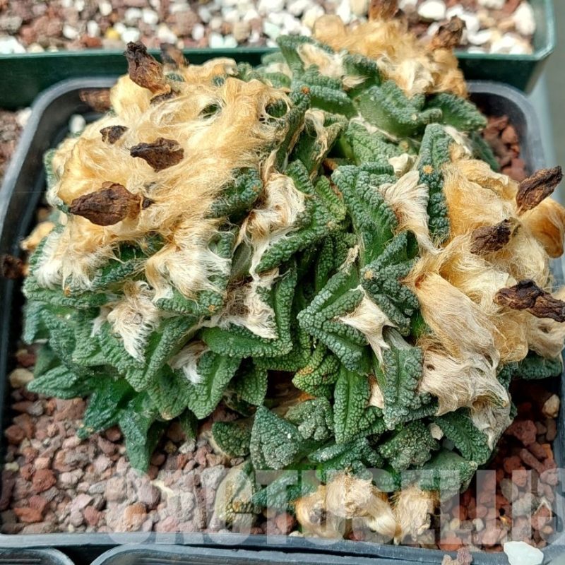 LOT608 10 SEEDS Ariocarpus fissuratus var. hintonii, 2023 year