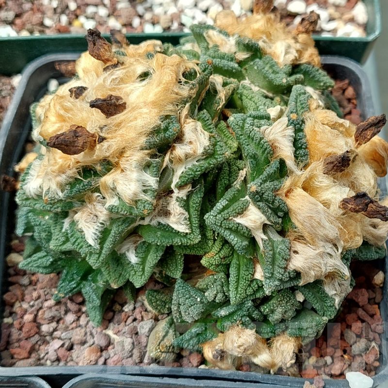 LOT857 10 SEEDS Ariocarpus fissuratus var. hintonii x ?  2024 year