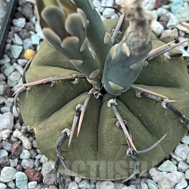 LOT610  50 SEEDS Gymnocalycium vatteri v. altautinenseVG302 2023