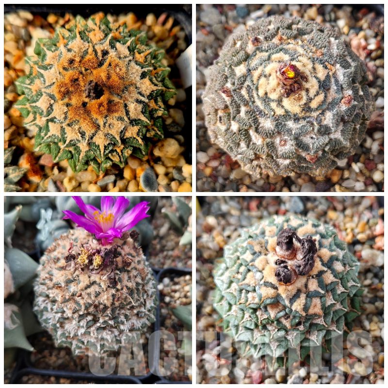LOT615 10 SEEDS Ariocarpus kotschoubeyanus mix 2023year