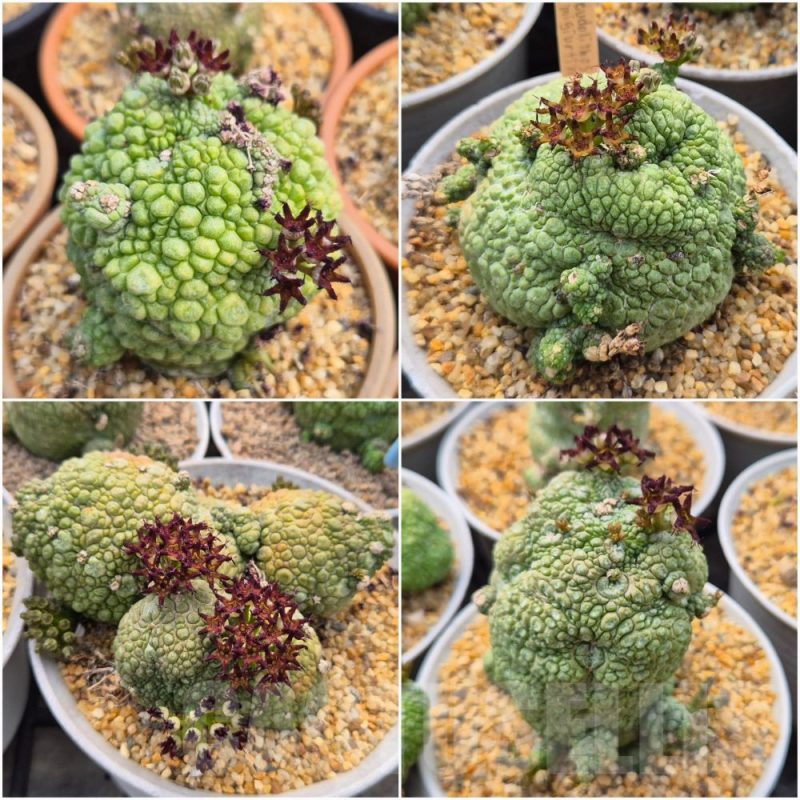 LOT616 10 SEEDS Pseudolithos migiurtinus 2025