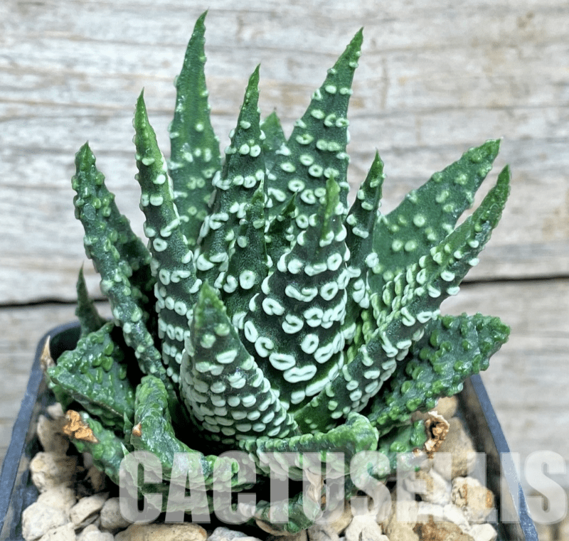 LOT62 10 SEEDS Haworthia pumila ‘Donut’ 2024