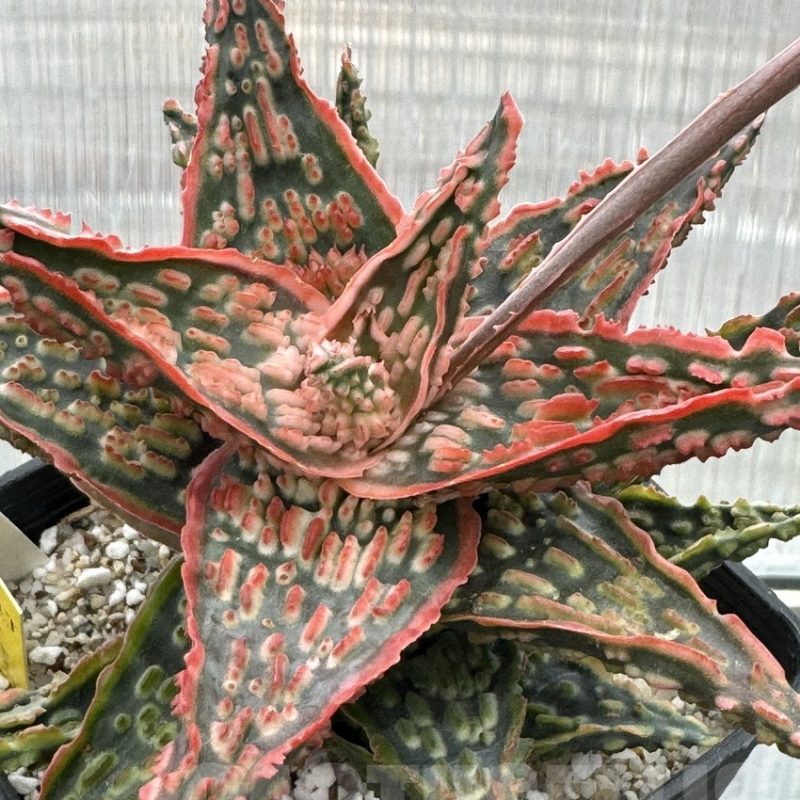LOT620 20SEEDS Aloe EN3 harvest 2025