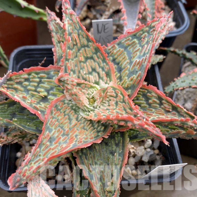 LOT623 20SEEDS Aloe EN15 harvest 2024