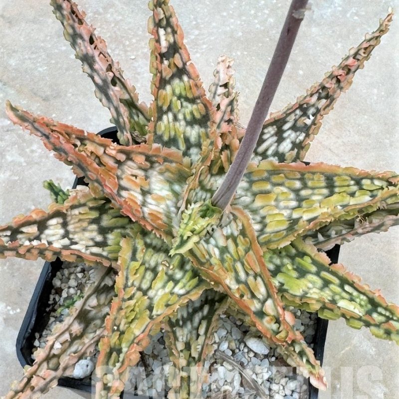 LOT629 Aloe EN27  20SEEDS harvest 2024