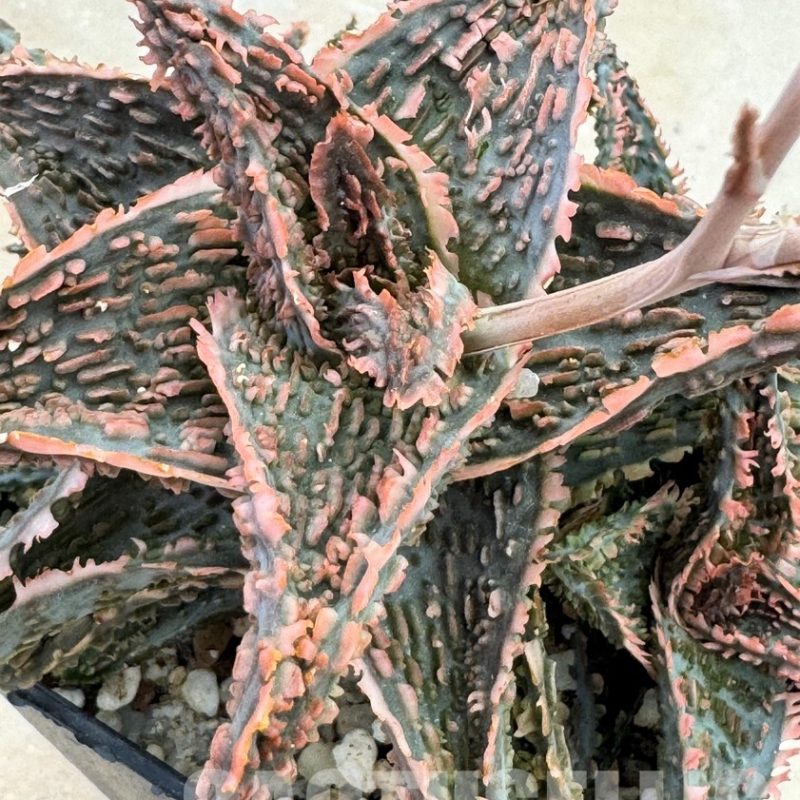 LOT631 Aloe EN34  20SEEDS harvest 2024