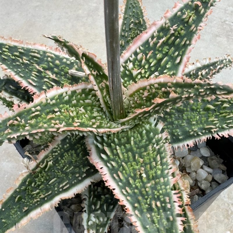 LOT632 20SEEDS Aloe EN37  harvest 2025