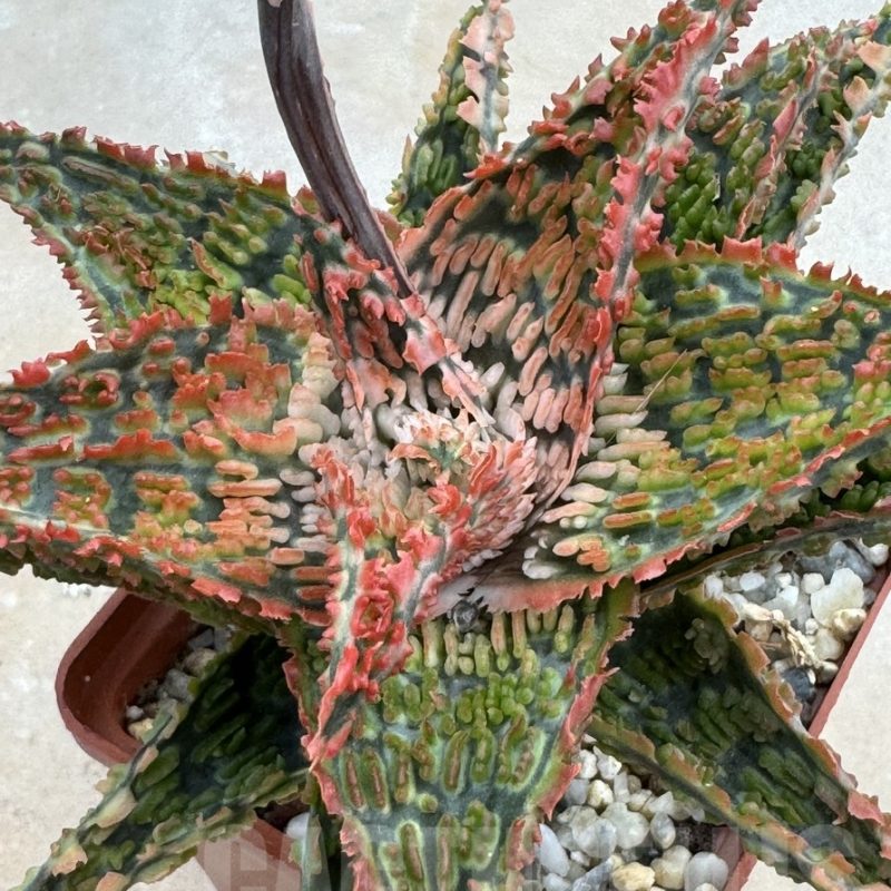 LOT633 10SEEDS Aloe EN36 harvest 2024