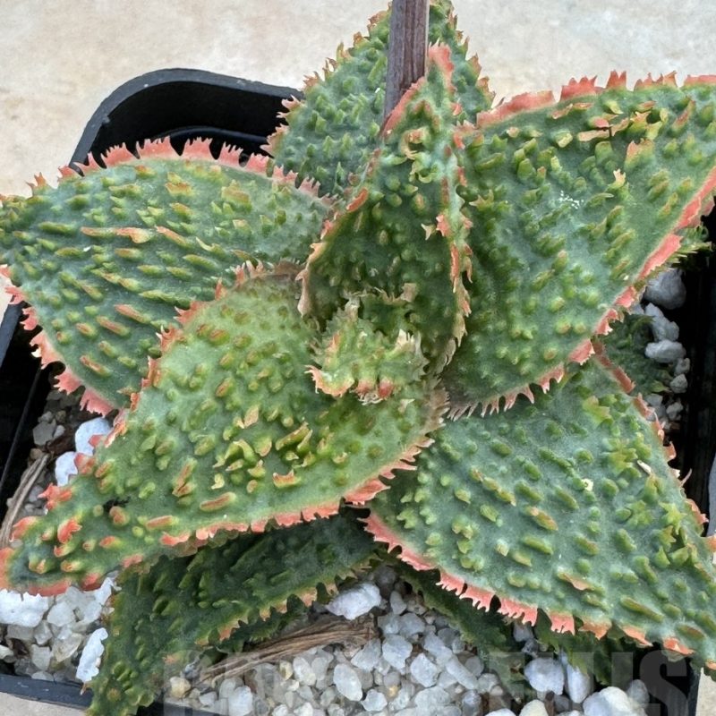 LOT635 Aloe EN43  10SEEDS harvest 2025