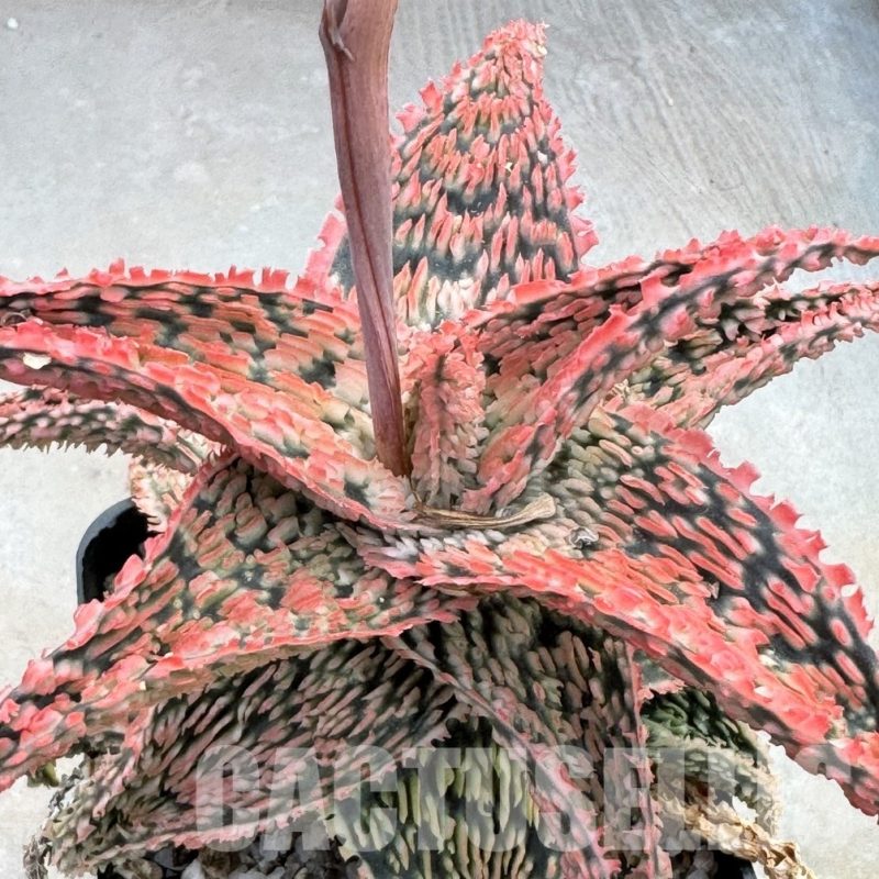 LOT636 20SEEDS Aloe EN46 harvest 2024
