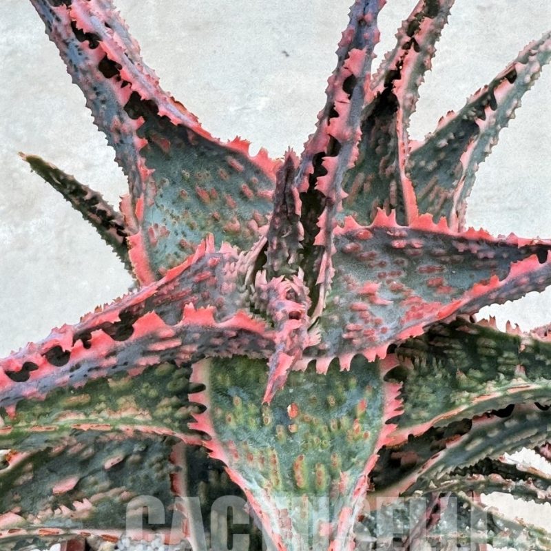 LOT637 Aloe EN51  20SEEDS harvest 2024