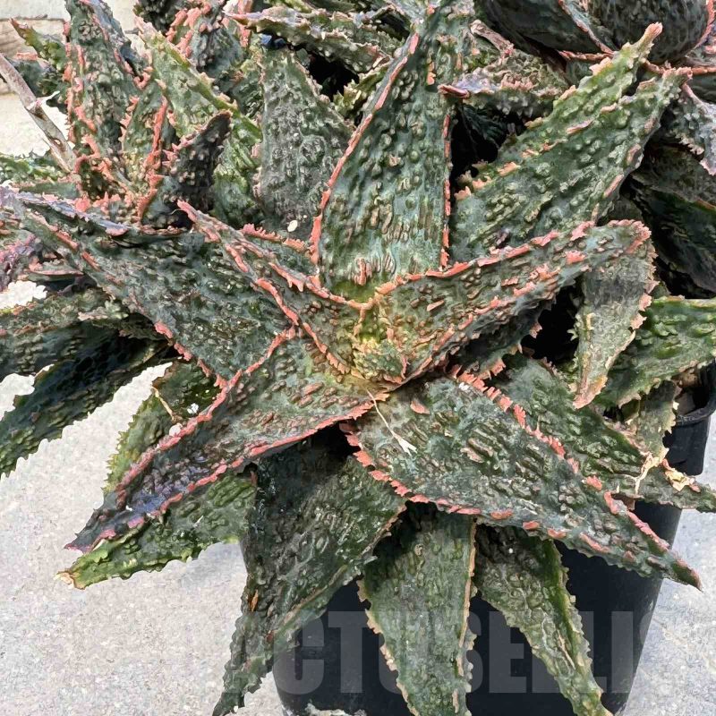 LOT638  20SEEDS Aloe EN52 harvest 2024