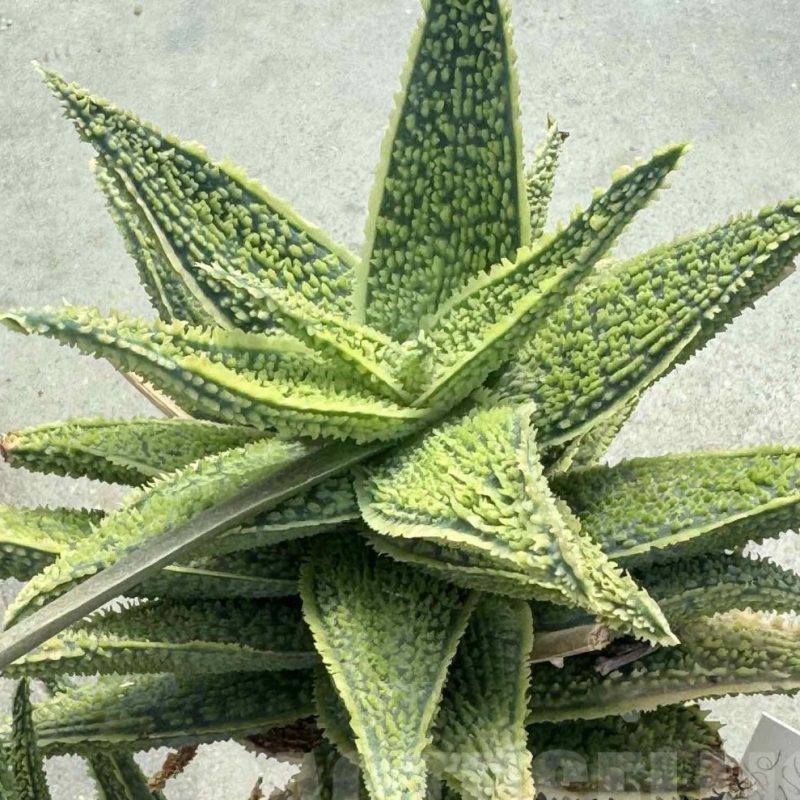 LOT639  20SEEDS Aloe EN56   harvest 2024