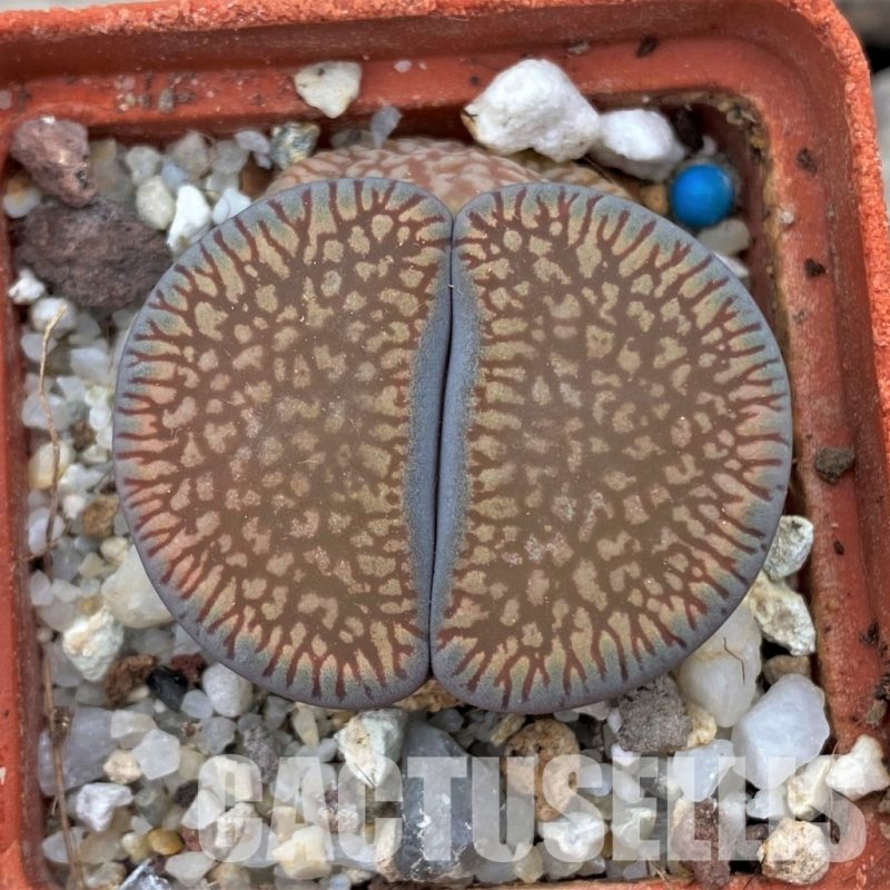 LOT64 20 SEEDS Lithops aucampiae 'Red Danielskuil', Harvest 2024