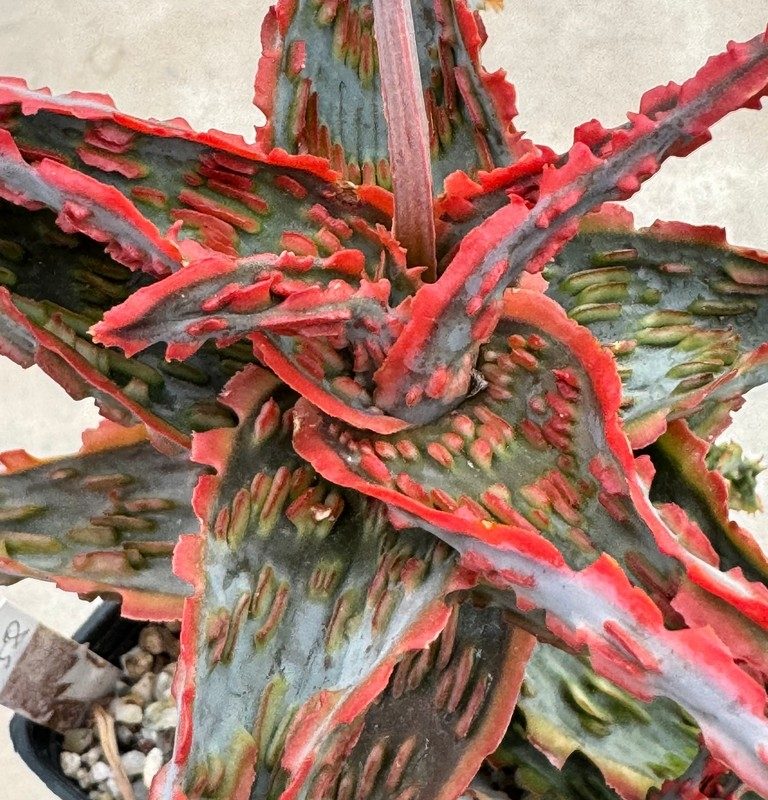 LOT640 20SEEDS Aloe EN58 harvest 2025
