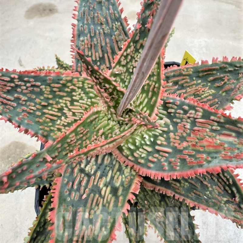LOT641 Aloe EN59  20SEEDS harvest 2024